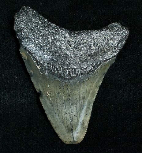 Megalodon Tooth - Peace River, FL #6367